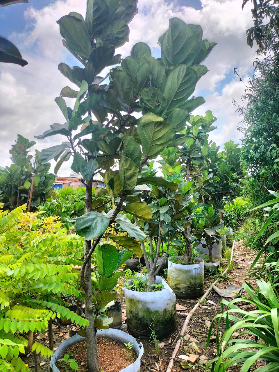 cây bàng Singapore size đại